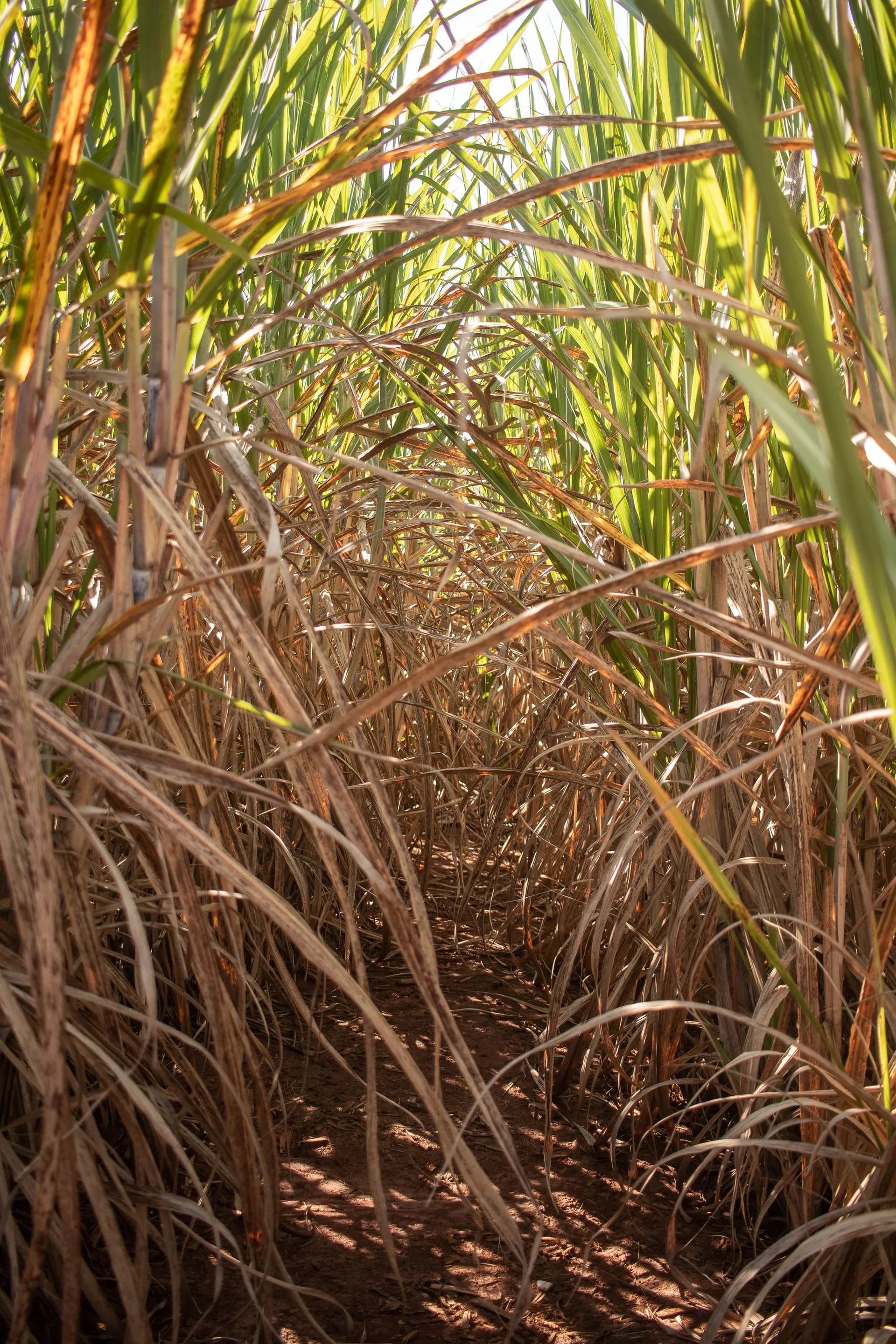 Sunlit rows of sugarcane in a field